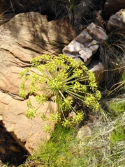 Notobubon tenuifolium