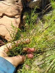 Notobubon tenuifolium