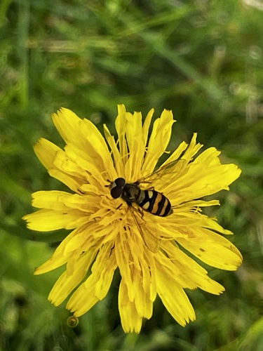 Unknown species found near NE 136th St, Seattle, WA, US
