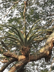 Tillandsia cucaensis