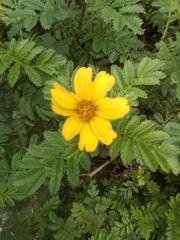 Tagetes zypaquirensis