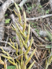 Tillandsia cucaensis