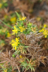 Centromadia parryi parryi