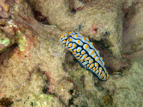Varicose Wart Slug (Phyllidia varicosa)