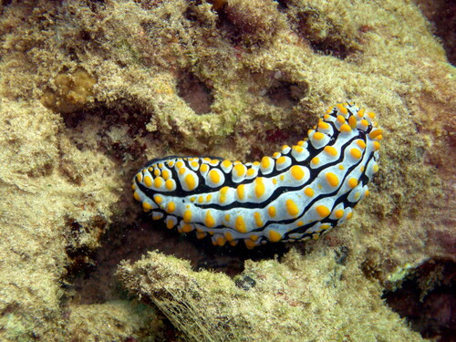 Varicose Wart Slug (Phyllidia varicosa)