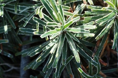 Ficinia truncata
