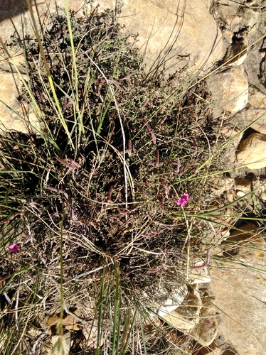 Image of Indigofera complicata by (c) Brian du Preez, some rights reserved (CC BY-SA)