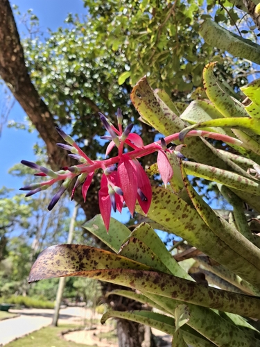 Grecian urnplant (Quesnelia marmorata)