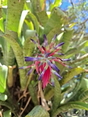 Quesnelia marmorata, photograph (c) Fabricio Carvalho da Silva, some rights reserved (CC BY)