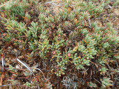 Lampranthus sociorum