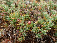 Lampranthus sociorum