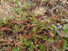 Hermannia prismatocarpa