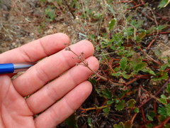 Hermannia prismatocarpa