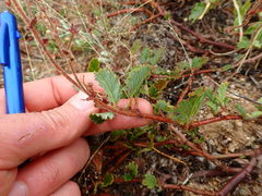 Hermannia prismatocarpa