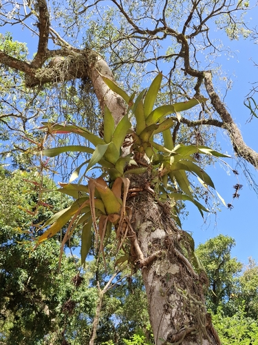 Aechmea bambusoides