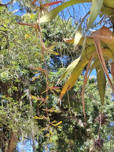 Aechmea bambusoides, photograph 1
