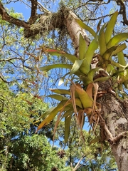 Aechmea bambusoides, photograph Fabricio Carvalho da Silva, CC BY, iNaturalist via GBIF