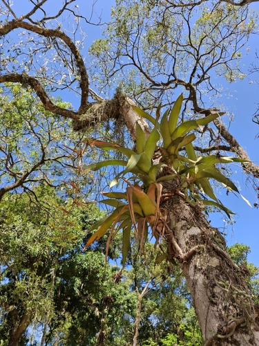Aechmea bambusoides, photograph 3