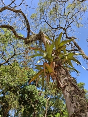 Aechmea bambusoides, photograph Fabricio Carvalho da Silva, CC BY, iNaturalist via GBIF