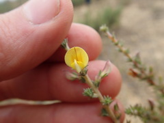 Aspalathus cymbiformis