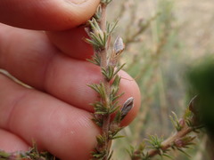 Aspalathus cymbiformis