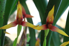 Maxillaria cucullata