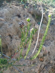 Phylica strigulosa