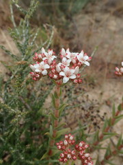 Crassula scabra