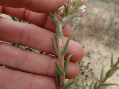 Crassula scabra