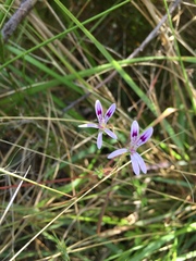 Pelargonium columbinum