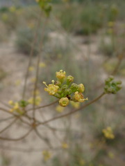 Glia decidua