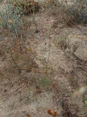 Pelargonium anethifolium