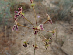 Pelargonium anethifolium