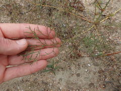 Pelargonium anethifolium