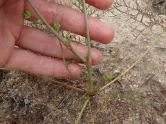 Pelargonium anethifolium