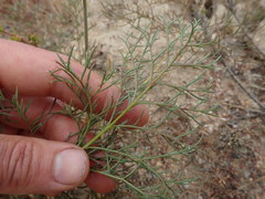 Pelargonium anethifolium