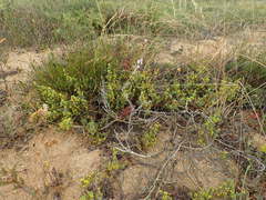 Aspalathus muraltioides