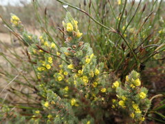 Aspalathus muraltioides