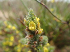 Aspalathus muraltioides