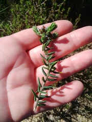 Phylica callosa