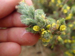 Aspalathus muraltioides