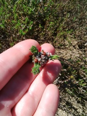 Phylica callosa