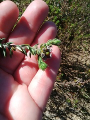 Phylica callosa