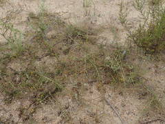 Aspalathus divaricata