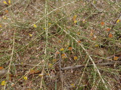 Aspalathus divaricata