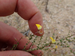 Aspalathus divaricata