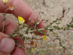 Aspalathus divaricata