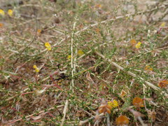 Aspalathus divaricata