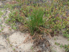 Trachyandra chlamydophylla