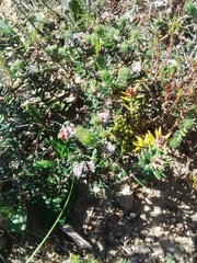 Phylica callosa